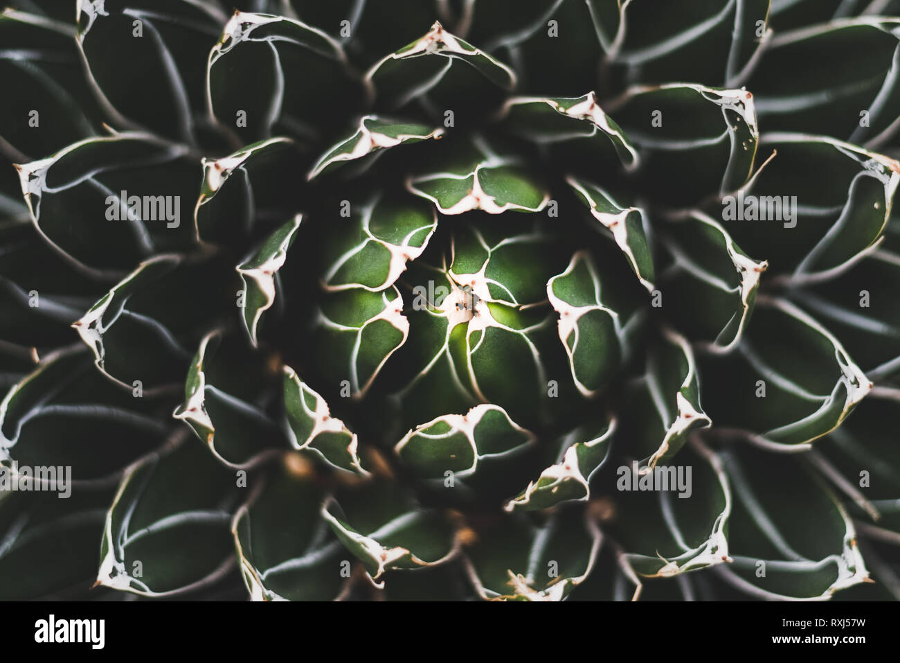 Un gros plan d'un cactus avec un beau design Banque D'Images