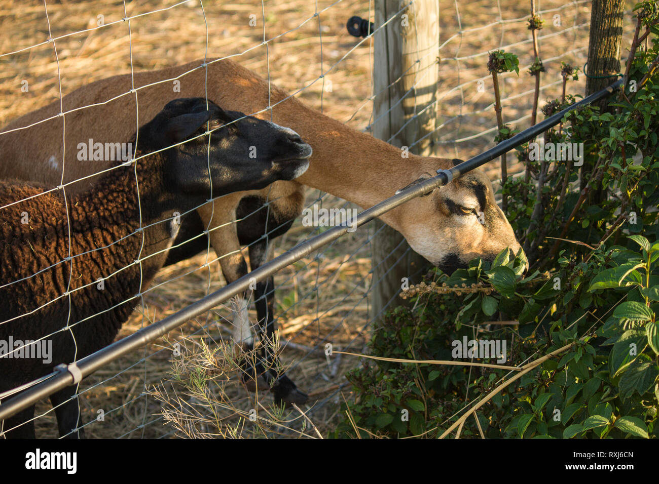La chèvre de race alpine et mouton noir libre. Manger de chèvre bush derrière la clôture. Pour les animaux de pâturage, journée d'été. Campagne Autriche Banque D'Images