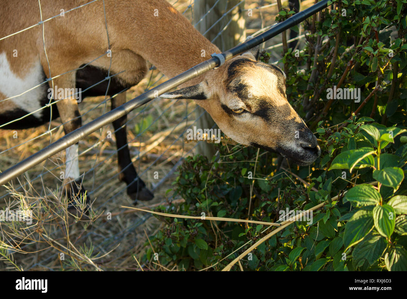 Tête de chèvre de la race alpine et libre. Manger de chèvre bush derrière la clôture. Pour les animaux de pâturage, journée d'été. Campagne Autriche Banque D'Images