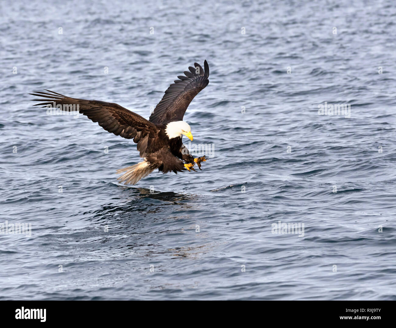 Pygargue à tête blanche Haliaeetus leucocephalus, pêche, Banque D'Images