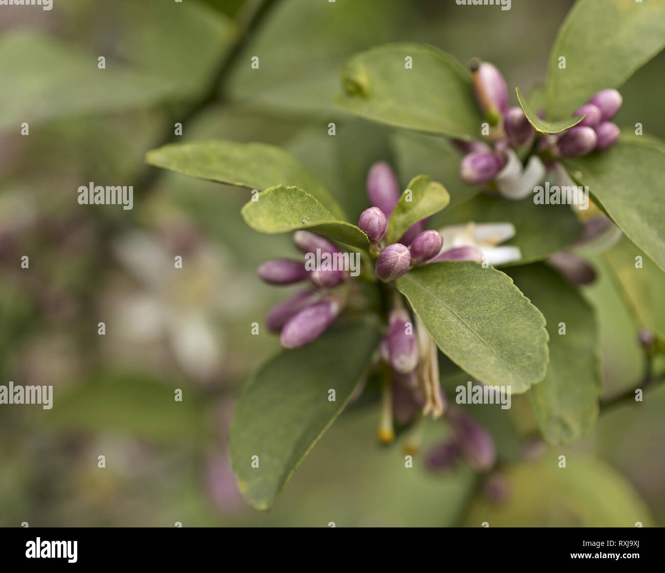 Citron Meyer boutons de fleurs au début du printemps Banque D'Images