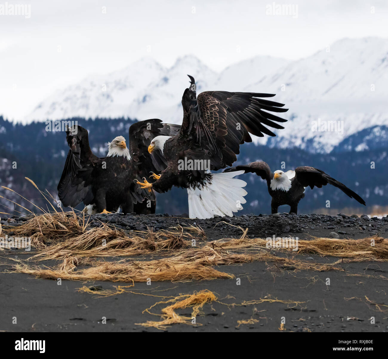 Le pygargue à tête blanche Haliaeetus leucocephalus, sur la plage, les combats sur le poisson Banque D'Images
