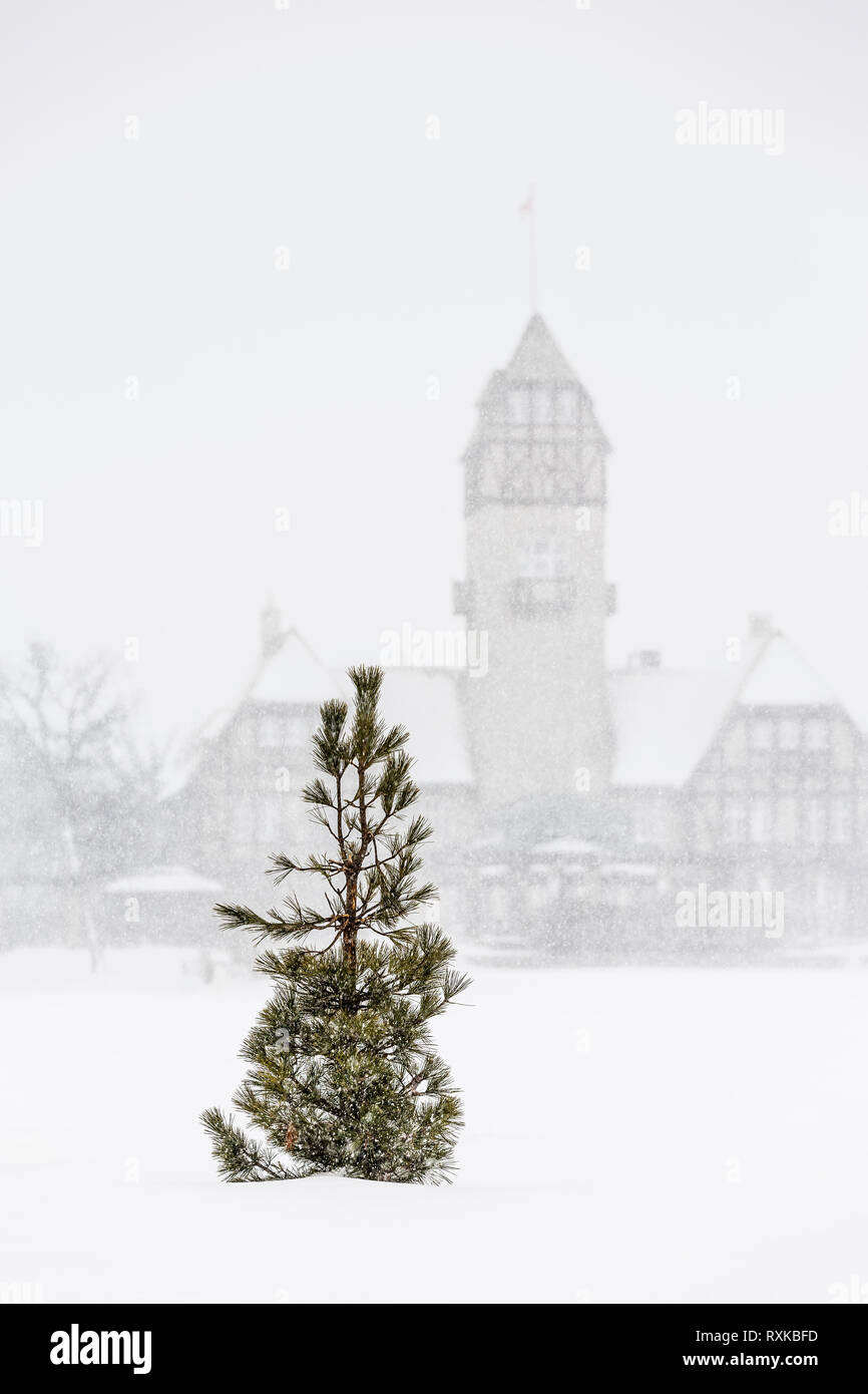 Lone Pine un arbre dans un blizzard, l'Assiniboine Park pavilion dans l'arrière-plan, l'Assiniboine Park, Winnipeg, Manitoba, Canada Banque D'Images