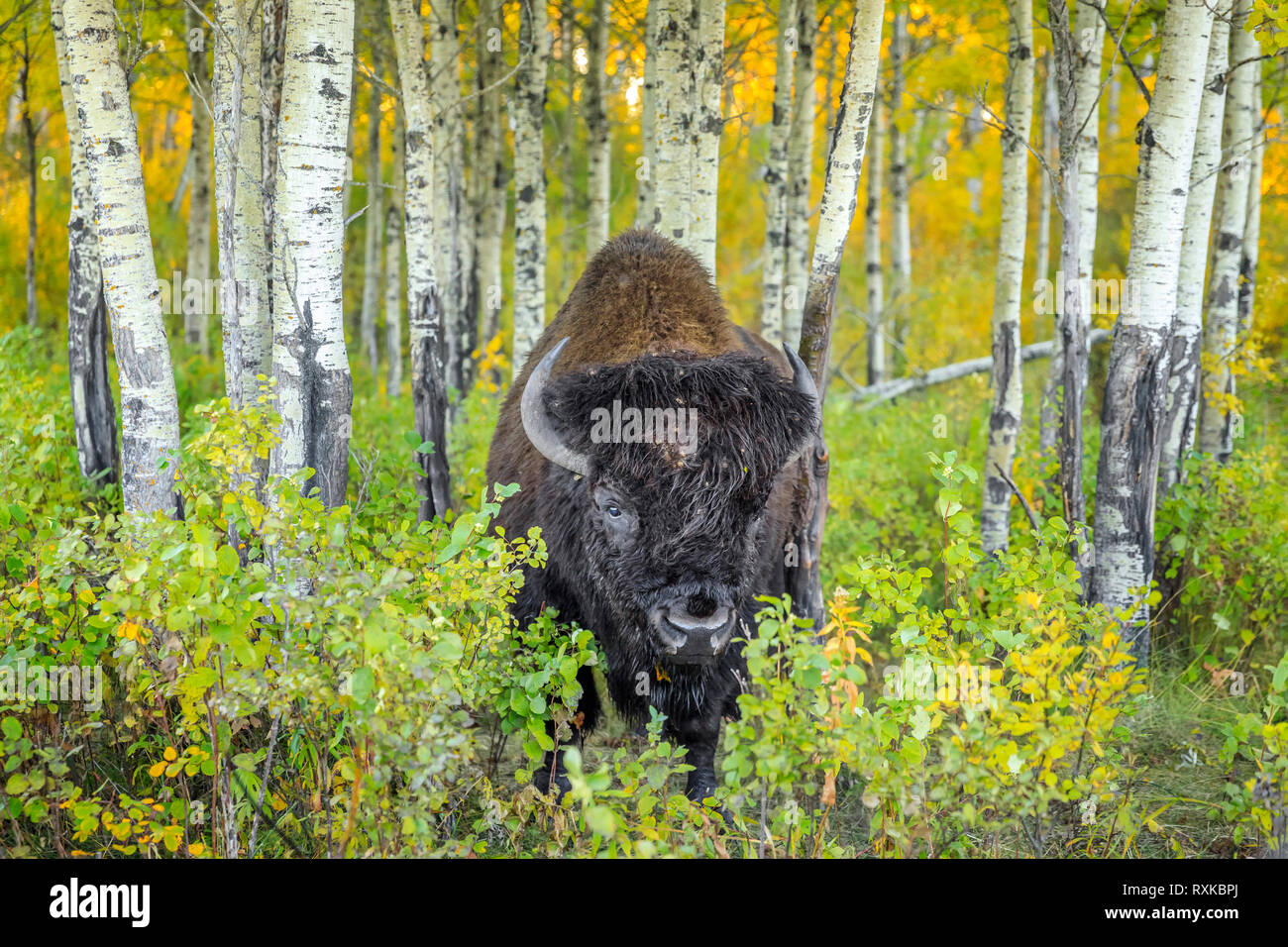 Le bison des plaines, Bull, à l'automne, le parc national du Mont-Riding, Manitoba, Canada Banque D'Images