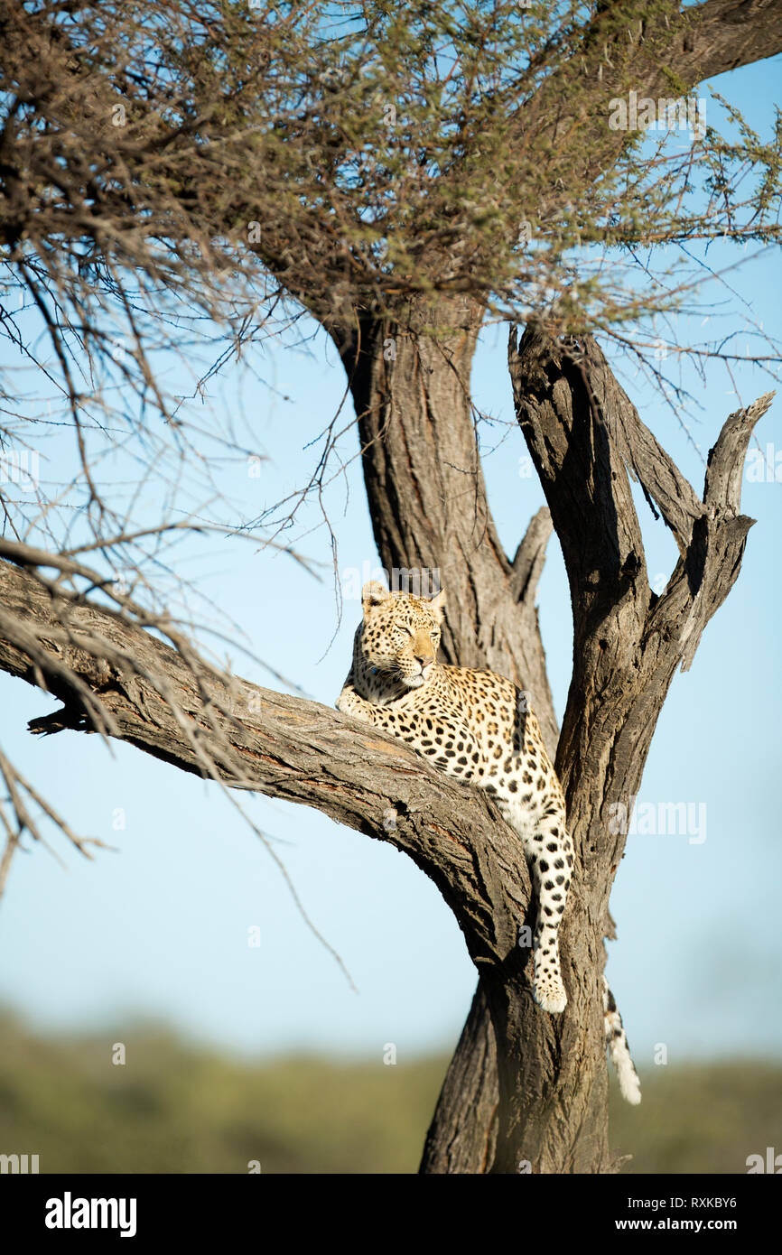Leopard dans un arbre l'arpentage la zone autour. Banque D'Images Leopard dans un arbre l'arpentage la zone autour. Banque D'Images