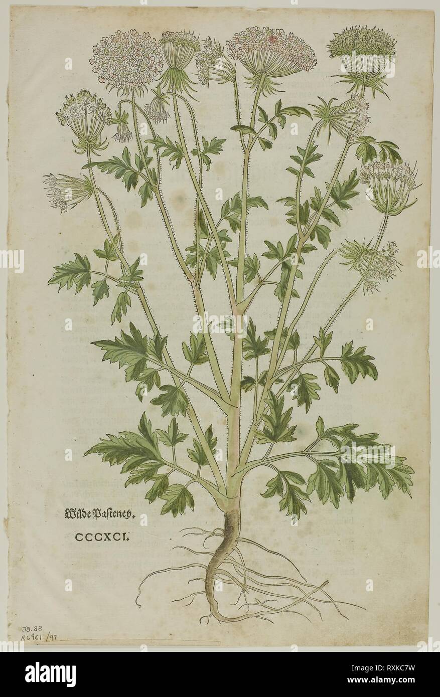 Feuille à partir du nouveau Kreuterbuch par Leonhart Fuchs, plaque de 97 gravures sur bois dans les livres du xvie siècle. Attribuée à Heinrich Füllmaurer (Suisse, active 1520-1545) ; assemblée par Max Geisberg, Suisse (1875-1943). Date : 1543. Dimensions : 329 x 201 mm (image) ; 352 x 233 mm (feuille). Xylographie sur papier. Origine : Suisse. Musée : le Chicago Art Institute. Banque D'Images
