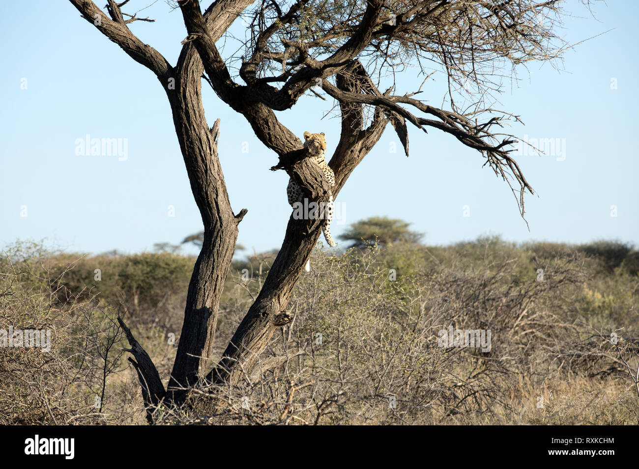 Leopard dans un arbre l'arpentage la zone autour. Banque D'Images Leopard dans un arbre l'arpentage la zone autour. Banque D'Images