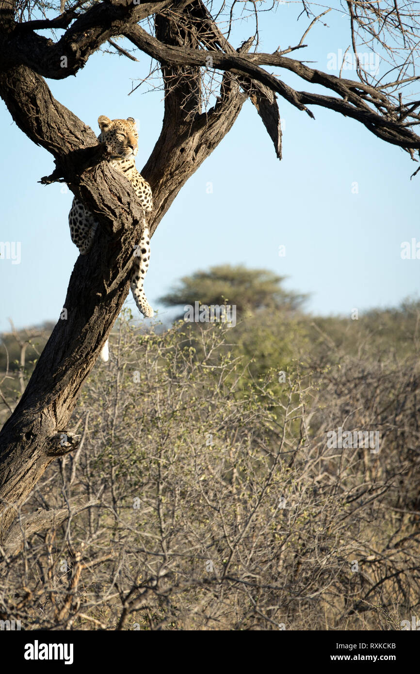 Leopard dans un arbre l'arpentage la zone autour. Banque D'Images Leopard dans un arbre l'arpentage la zone autour. Banque D'Images