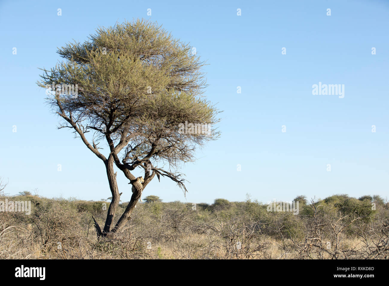 Leopard dans un arbre l'arpentage la zone autour. Banque D'Images Leopard dans un arbre l'arpentage la zone autour. Banque D'Images