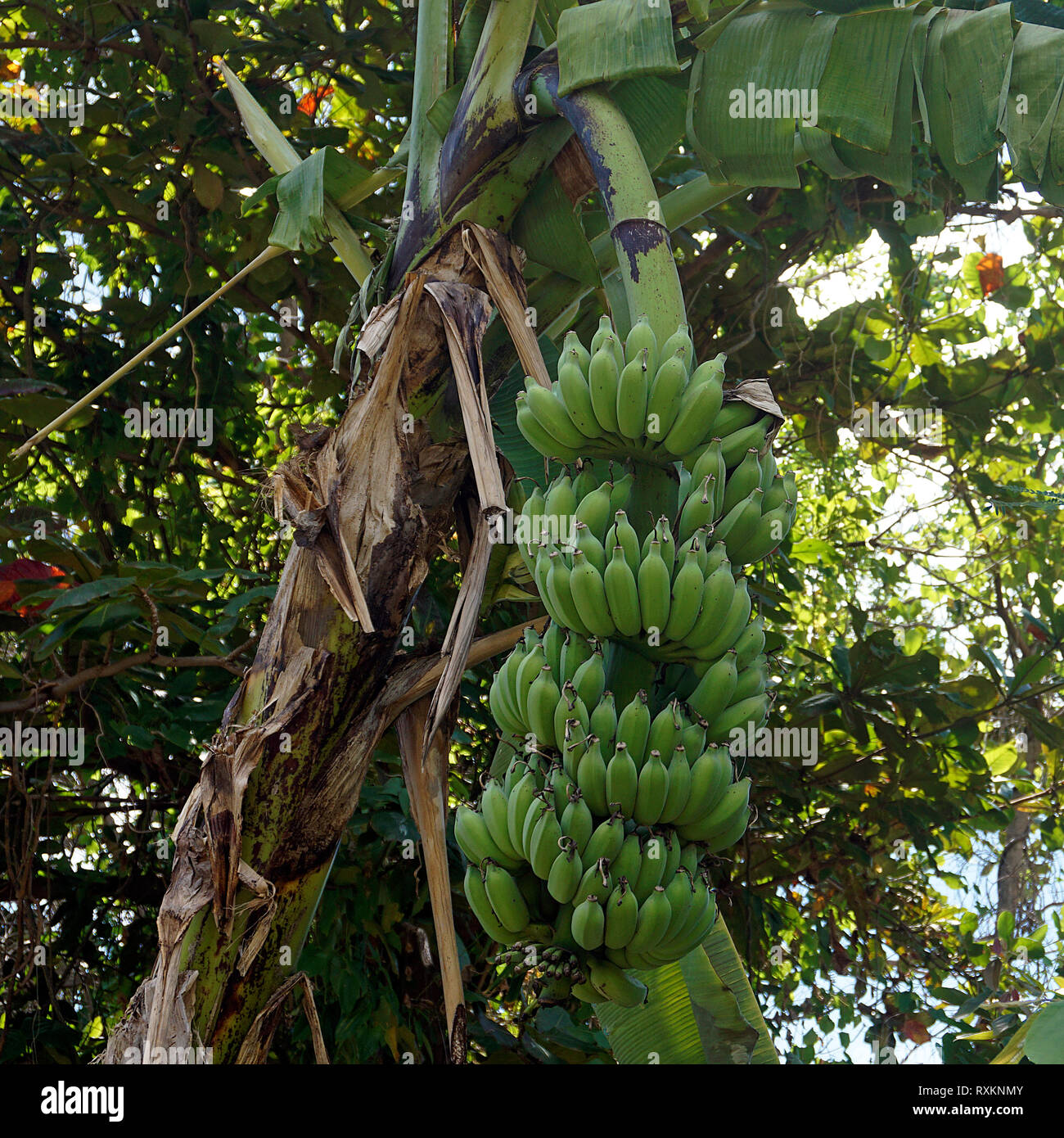 Bananenstaude (Musa), Koh Samui, Thaïlande | plant de banane ou de bananier (Musa), Koh Samui, Thaïlande Banque D'Images