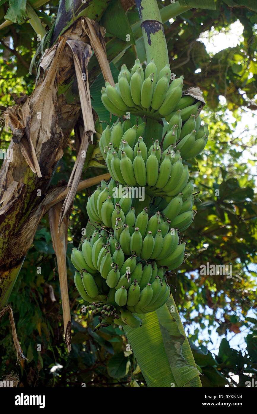 Bananenstaude (Musa), Koh Samui, Thaïlande | plant de banane ou de bananier (Musa), Koh Samui, Thaïlande Banque D'Images