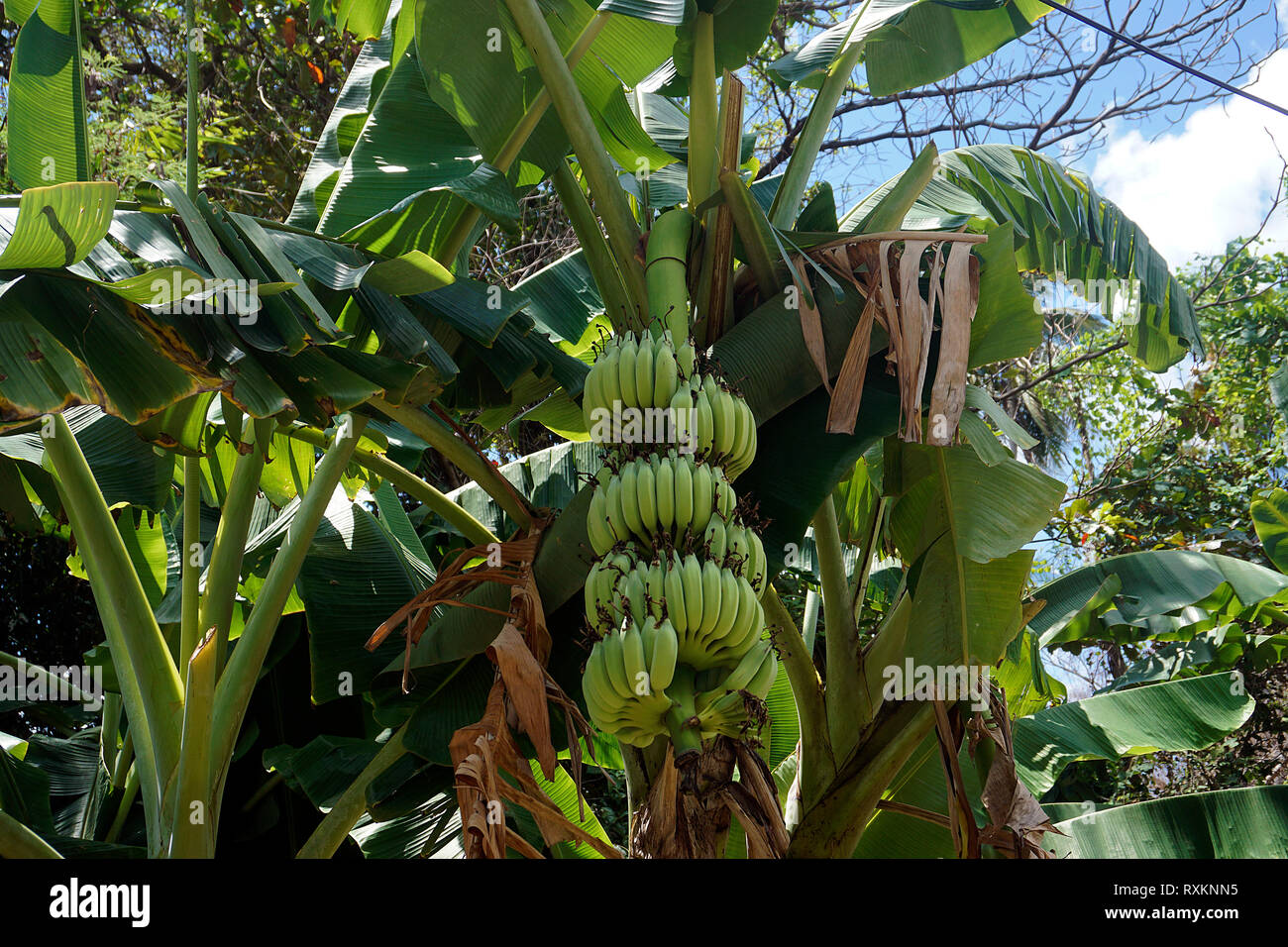 Bananenstaude (Musa), Koh Samui, Thaïlande | plant de banane ou de bananier (Musa), Koh Samui, Thaïlande Banque D'Images