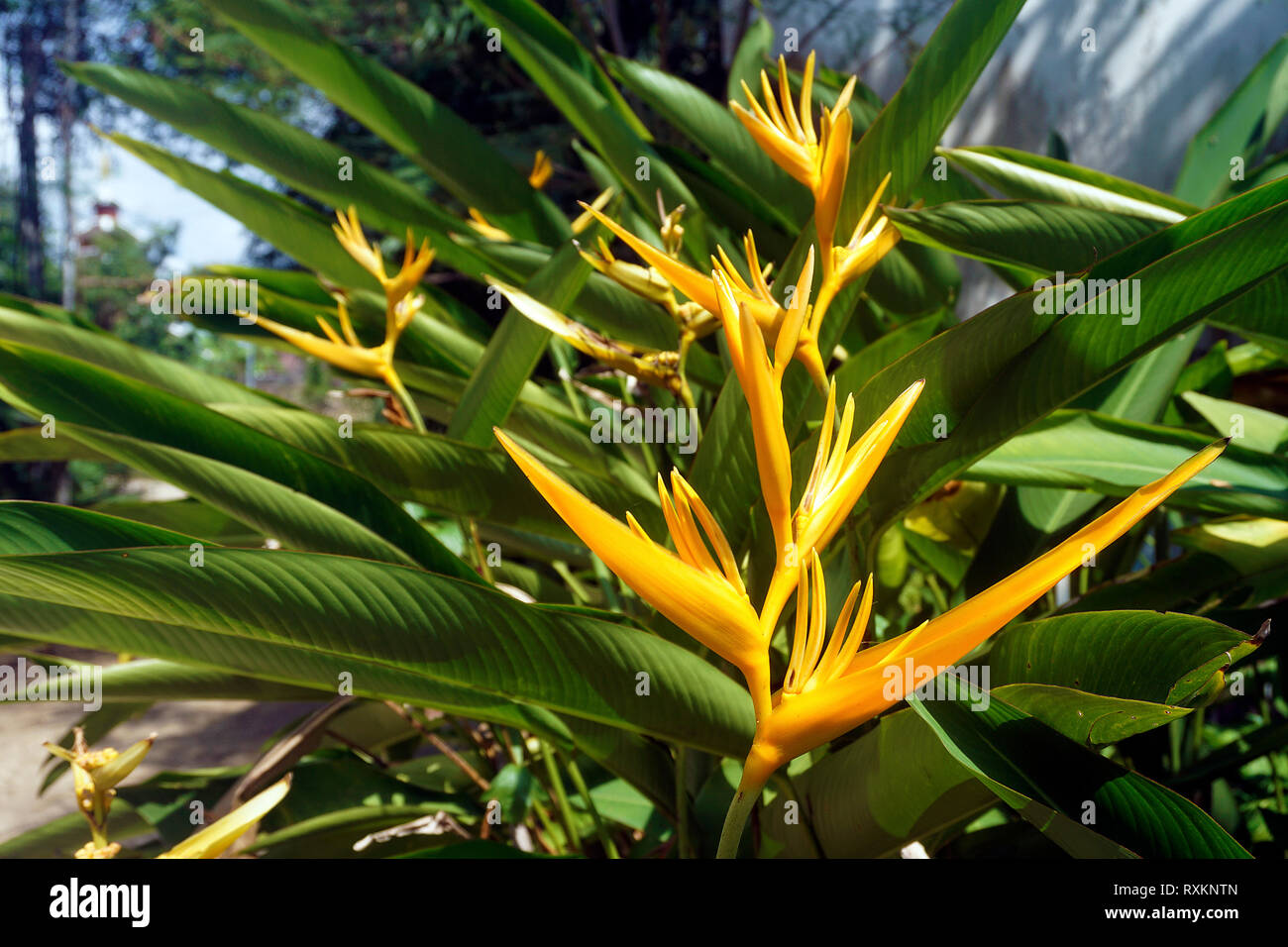 Heliconia psittacorum Golden Torch (x Heliconia spathocircinata), blooming, Koh Samui, Thaïlande Banque D'Images