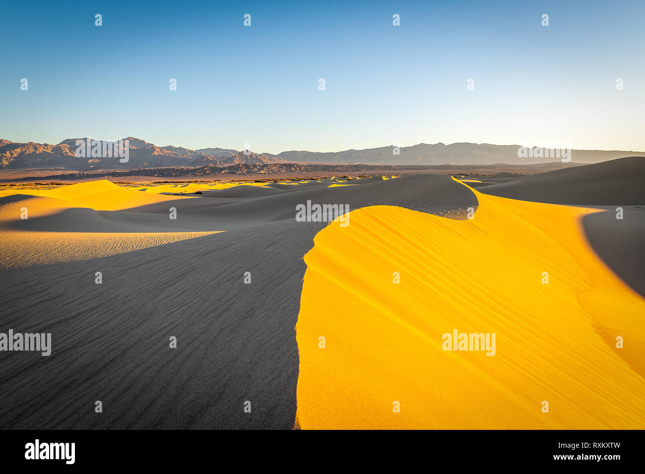 Randonnée matinale dans les dunes de sable plat Mesquite Banque D'Images