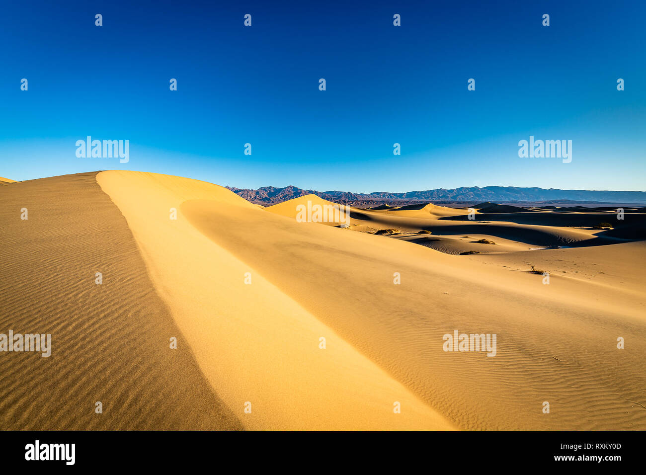 Mesquite Flat dunes de sable de l'heure d'or Banque D'Images