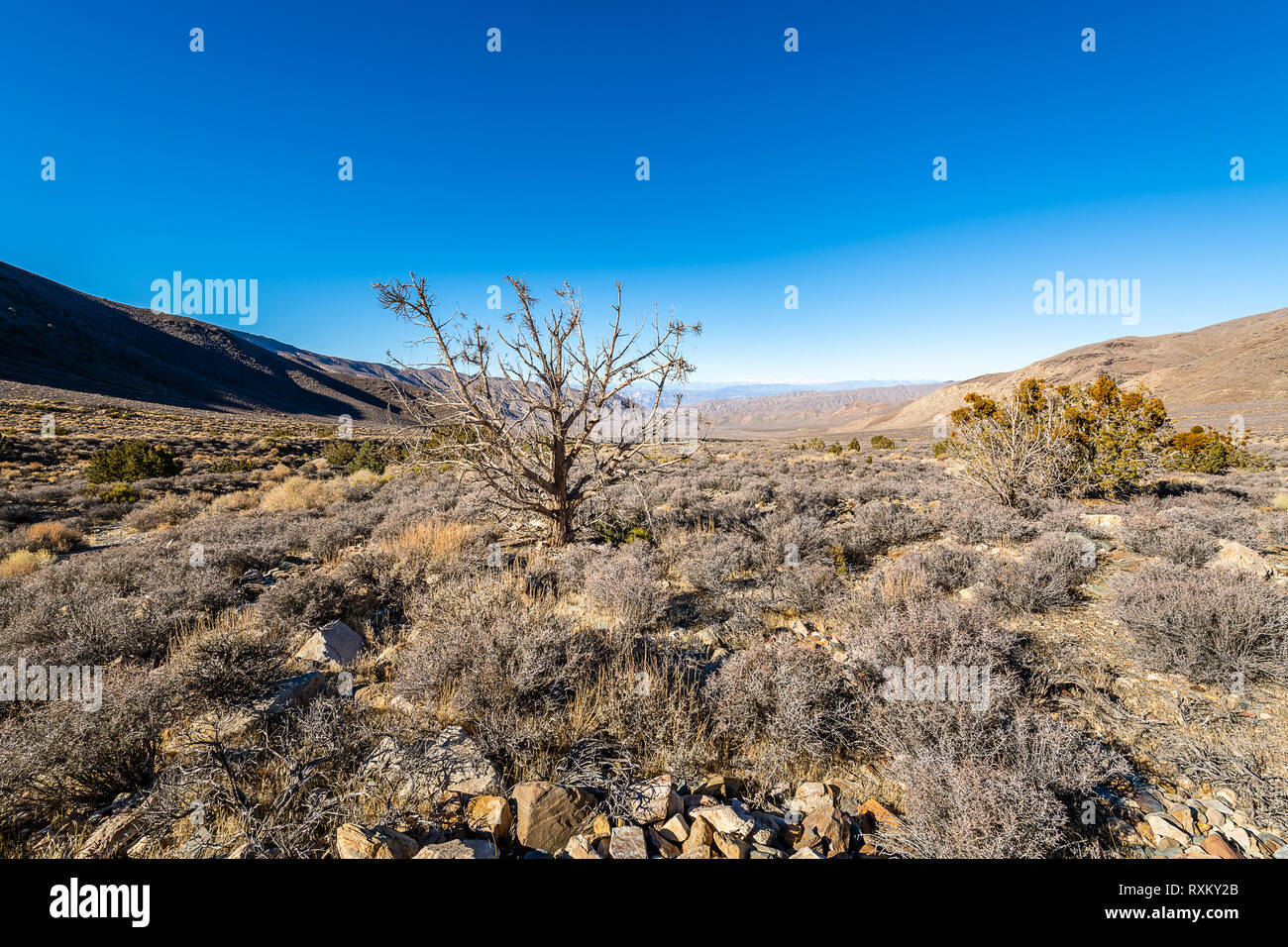 Le désert de la Death Valley National Park Banque D'Images