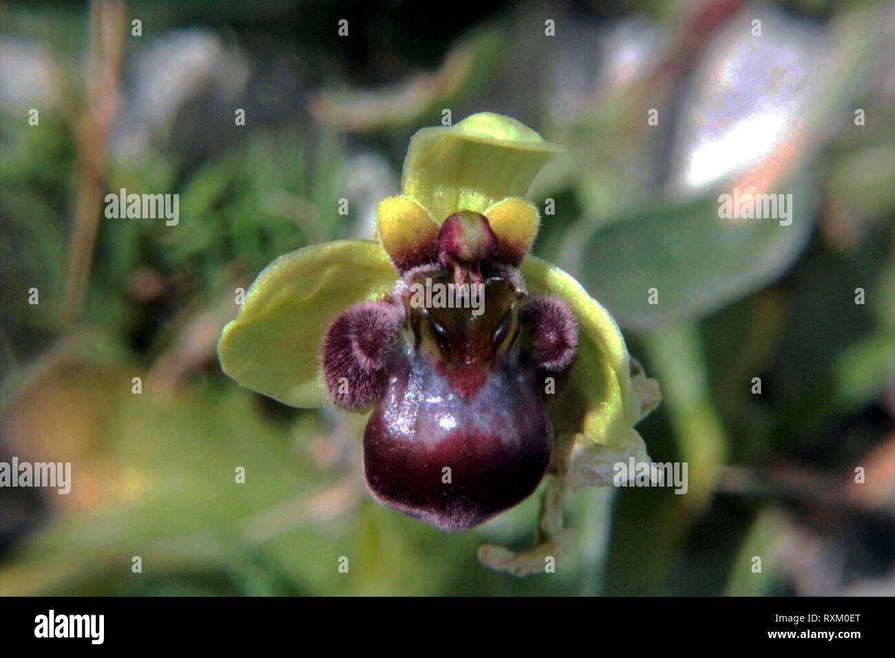(Ophrys bombyliflora) à floraison , Malte Banque D'Images (Ophrys bombyliflora) à floraison , Malte Banque D'Images