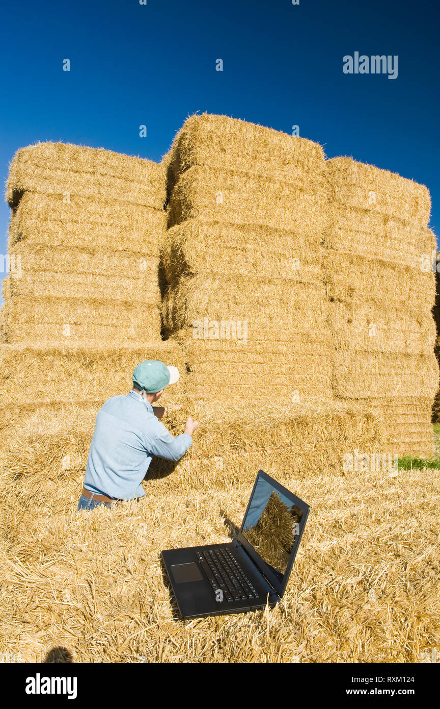 Un homme examine des bottes de paille de blé, près de Niverville, au Manitoba, Canada Banque D'Images