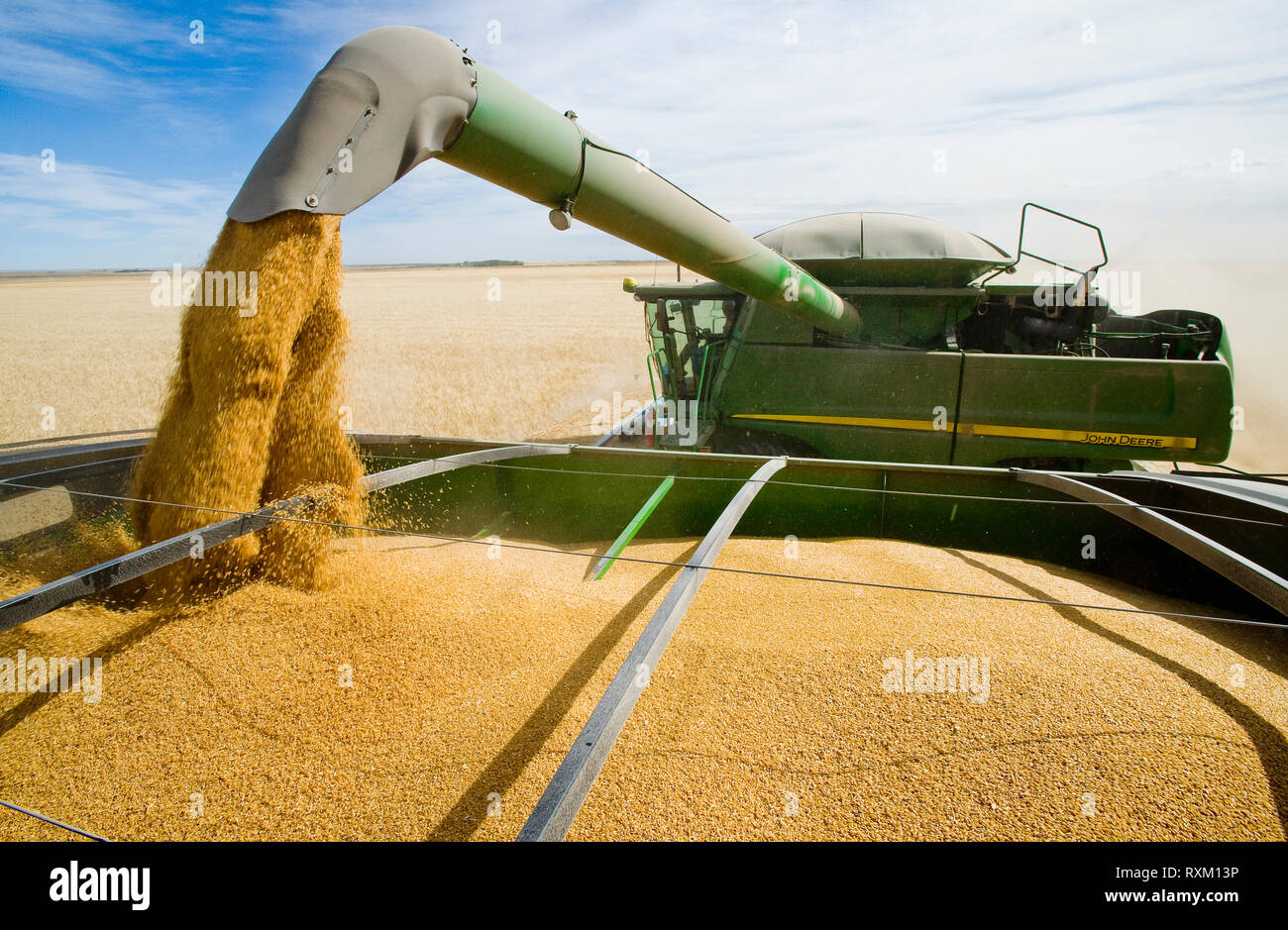 Une moissonneuse-batteuse de blé dur vis sans fin dans un wagon de grain sur le rendez-vous pendant la récolte, près de Ponteix, Saskatchewan, Canada Banque D'Images