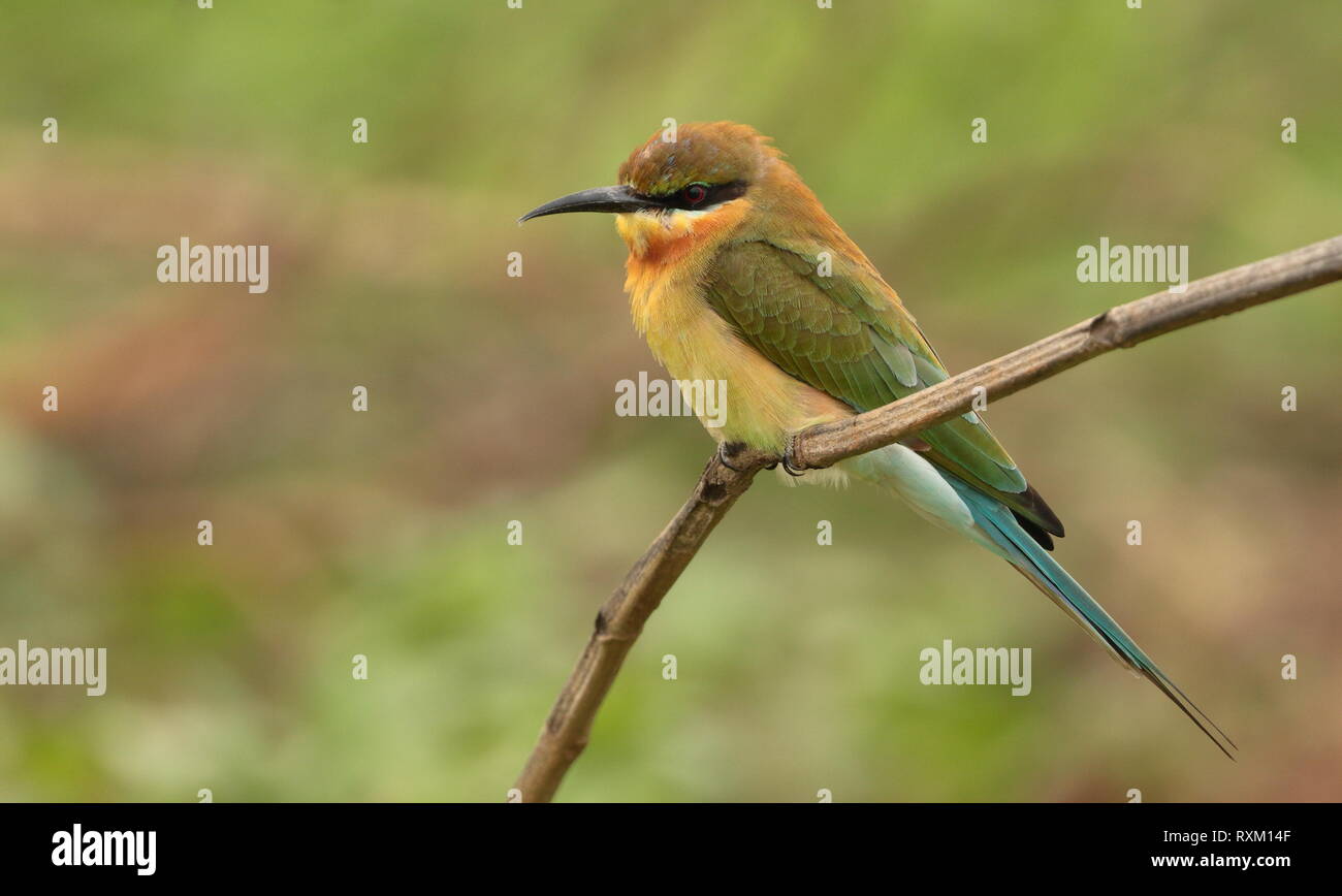 Blue-tailed Bee-eater, parc national de Yala, au Sri Lanka Banque D'Images