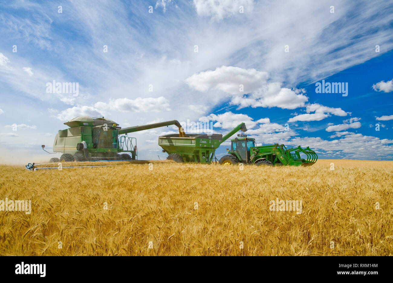 Une moissonneuse-batteuse de blé dur vis sans fin dans un wagon de grain sur le rendez-vous pendant la récolte, près de Ponteix, Saskatchewan, Canada Banque D'Images
