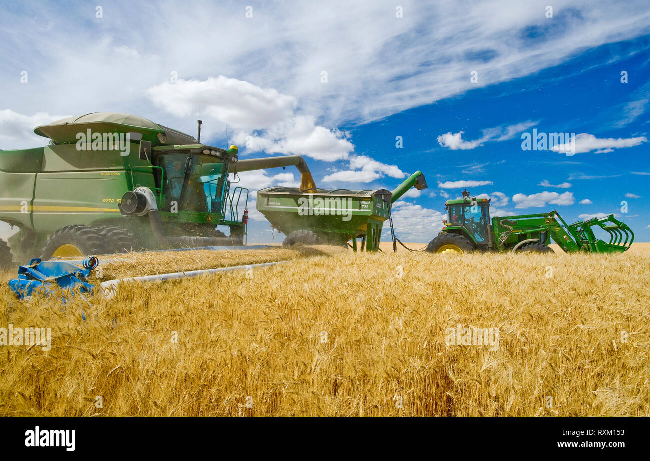 Une moissonneuse-batteuse de blé dur vis sans fin dans un wagon de grain sur le rendez-vous pendant la récolte, près de Ponteix, Saskatchewan, Canada Banque D'Images