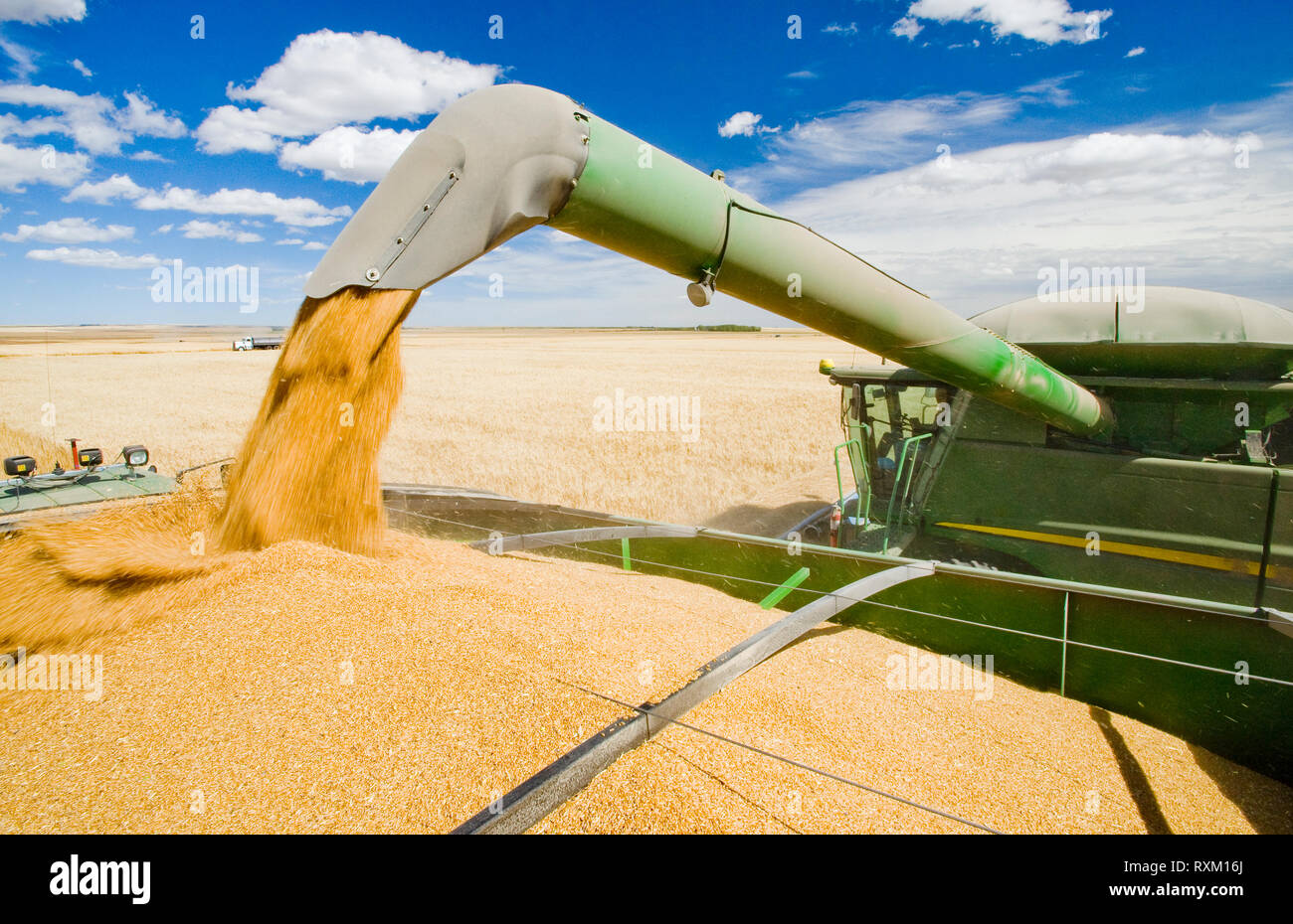 Une moissonneuse-batteuse de blé dur vis sans fin dans un wagon de grain sur le rendez-vous pendant la récolte, près de Ponteix, Saskatchewan, Canada Banque D'Images