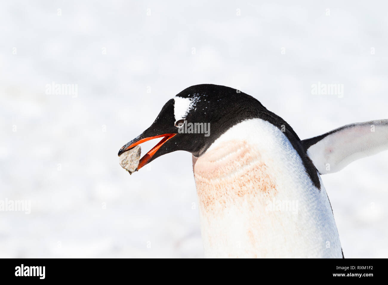 Une Gentoo pingouin portant un caillou dans son bec. Banque D'Images