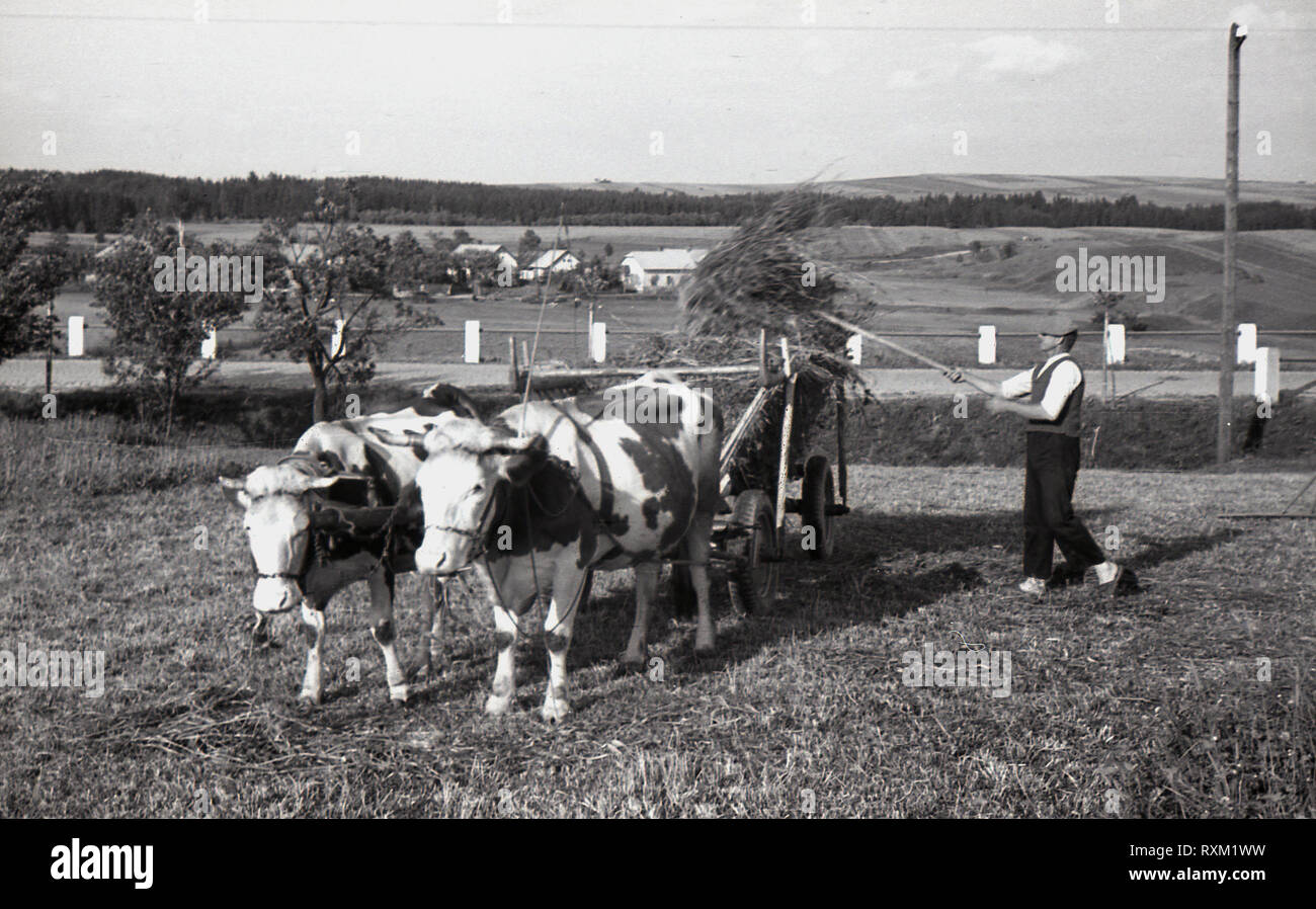 Années 1930, la Tchécoslovaquie, un petit porteur ou petit propriétaire avec sa femme dans un champ de foin de chargement sur un panier dans un champ tirée par deux boeufs. La voix dans le pays nouvellement formé pour la population agraire, principalement des paysans avec des petites fermes a été le Parti Républicain de petits exploitants agricoles et de personnes. Banque D'Images