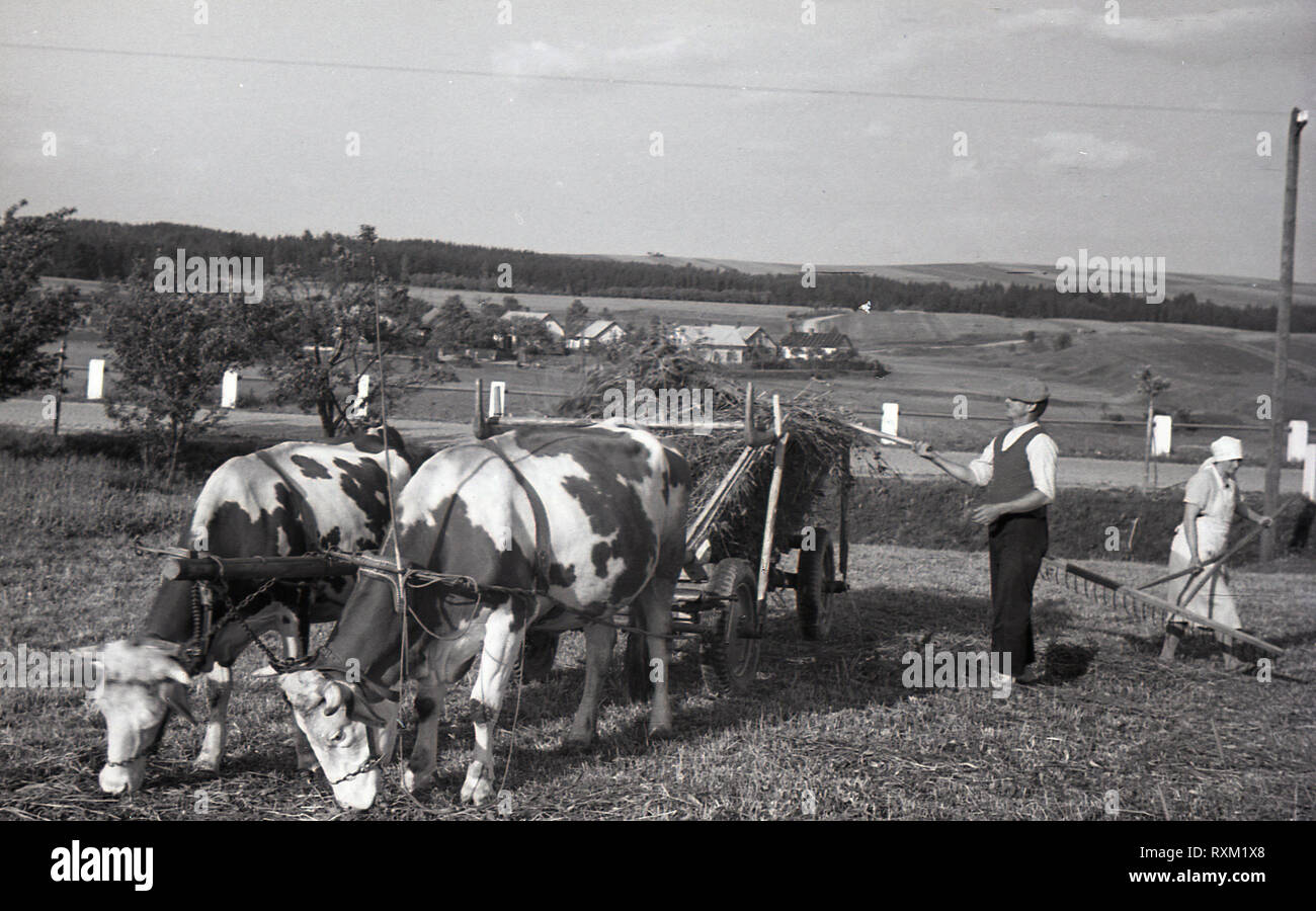 Années 1930, la Tchécoslovaquie, un petit porteur ou petit propriétaire avec sa femme dans un champ de foin de chargement sur un panier dans un champ tirée par deux boeufs. La voix dans le pays nouvellement formé pour la population agraire, principalement des paysans avec des petites fermes a été le Parti Républicain de petits exploitants agricoles et de personnes. Banque D'Images