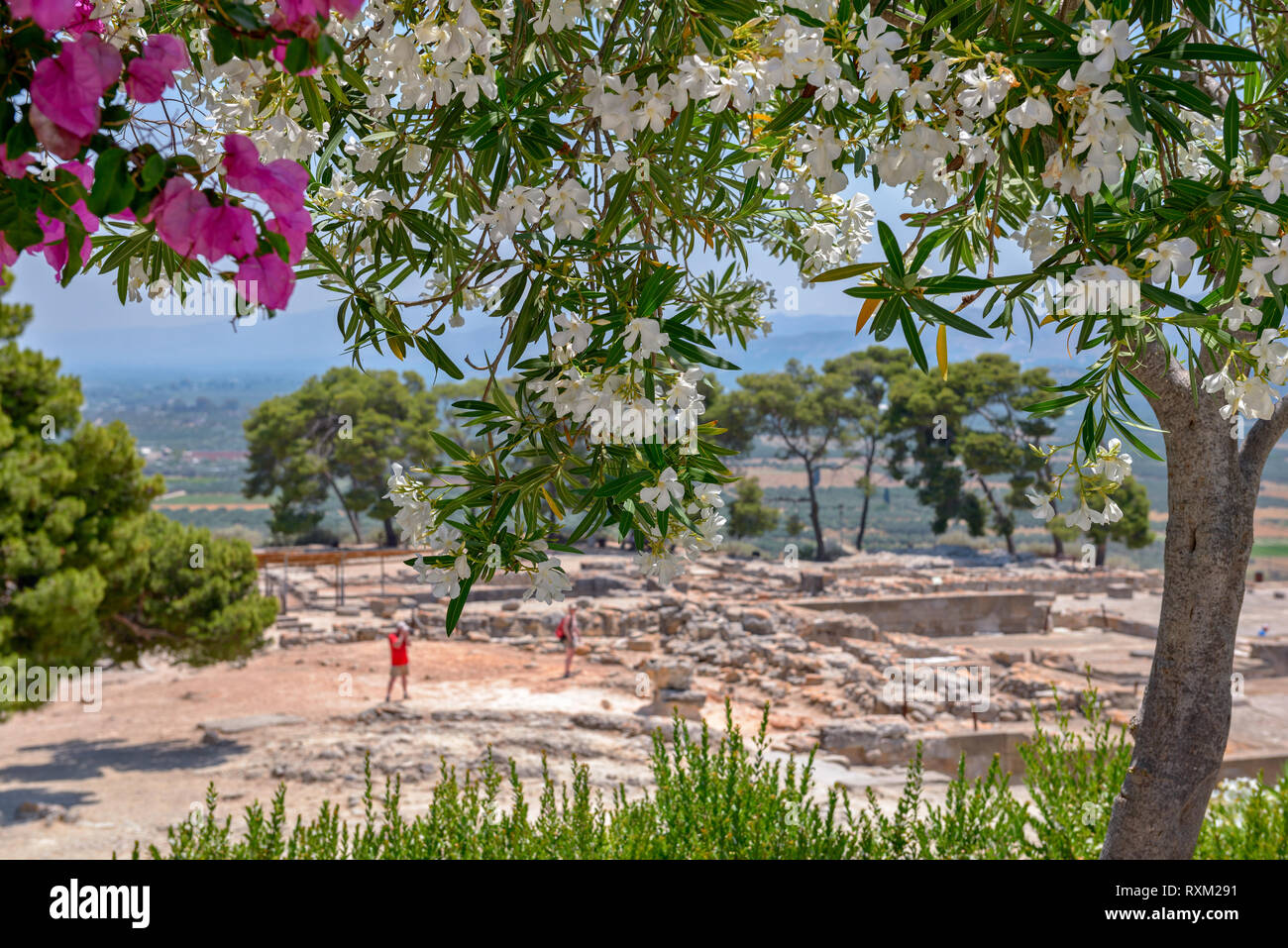 Les arbres en fleurs et site archéologique du palais de Phaistos en Crète Banque D'Images