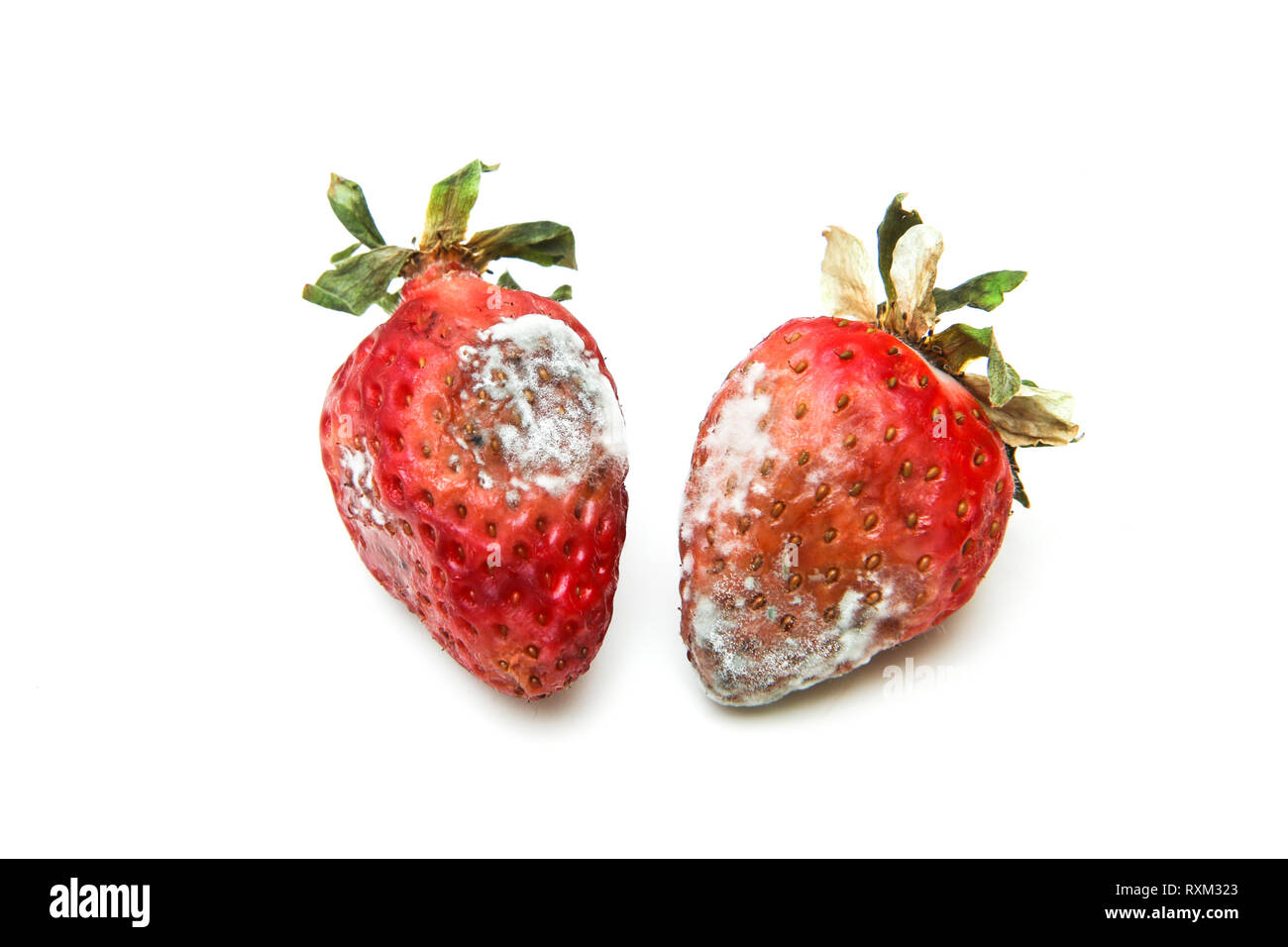 Deux fraises moisies. Rotten et uneatable. Isolé sur fond blanc. Banque D'Images