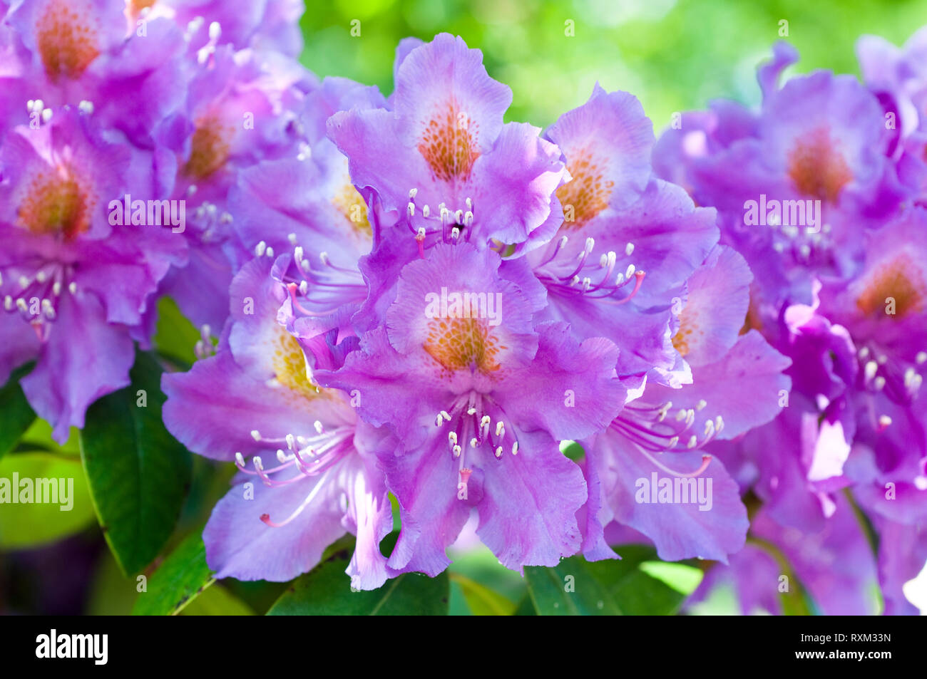 Close up de la floraison Rhododendron 'Purple Heart' Banque D'Images