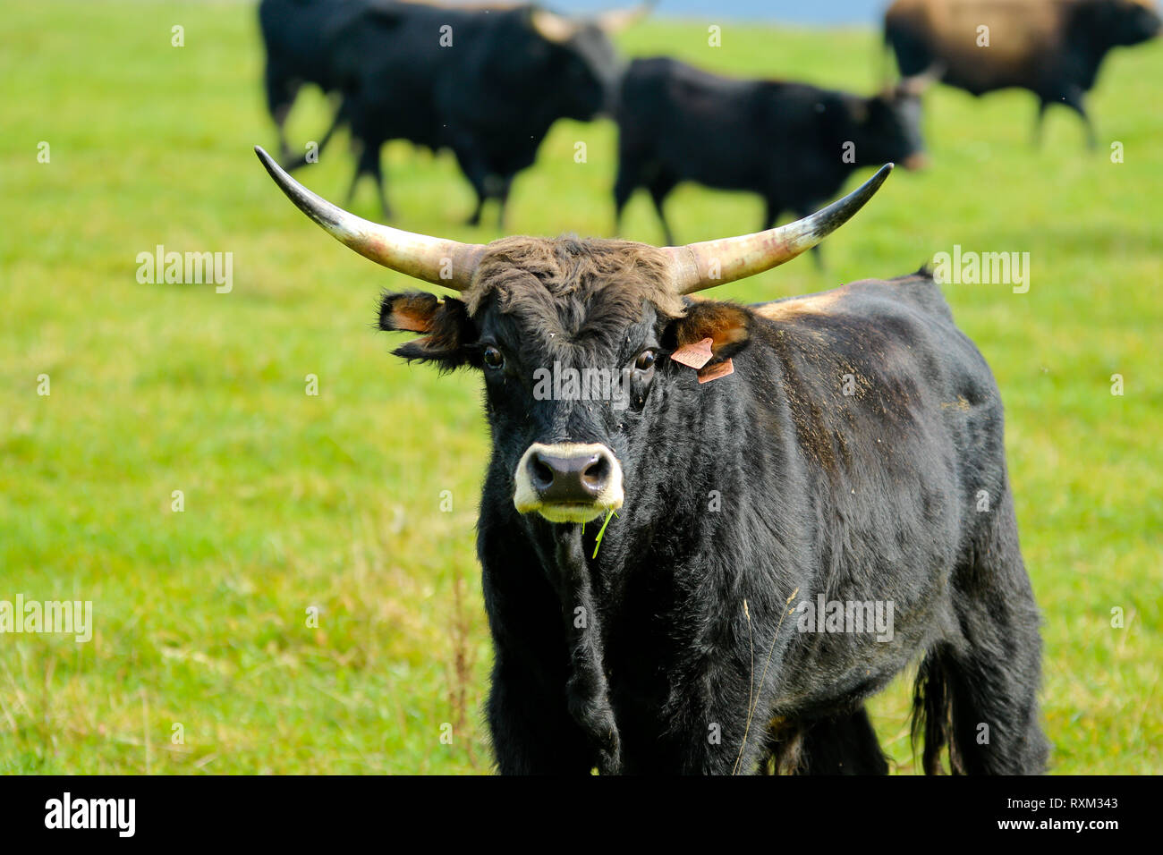 L'ancienne race de vaches étant produites en République tchèque. Banque D'Images