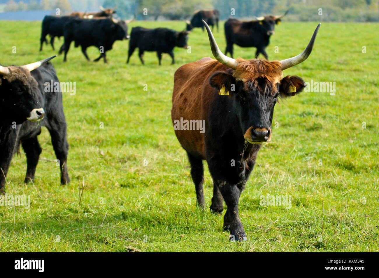 L'ancienne race de vaches étant produites en République tchèque. Banque D'Images