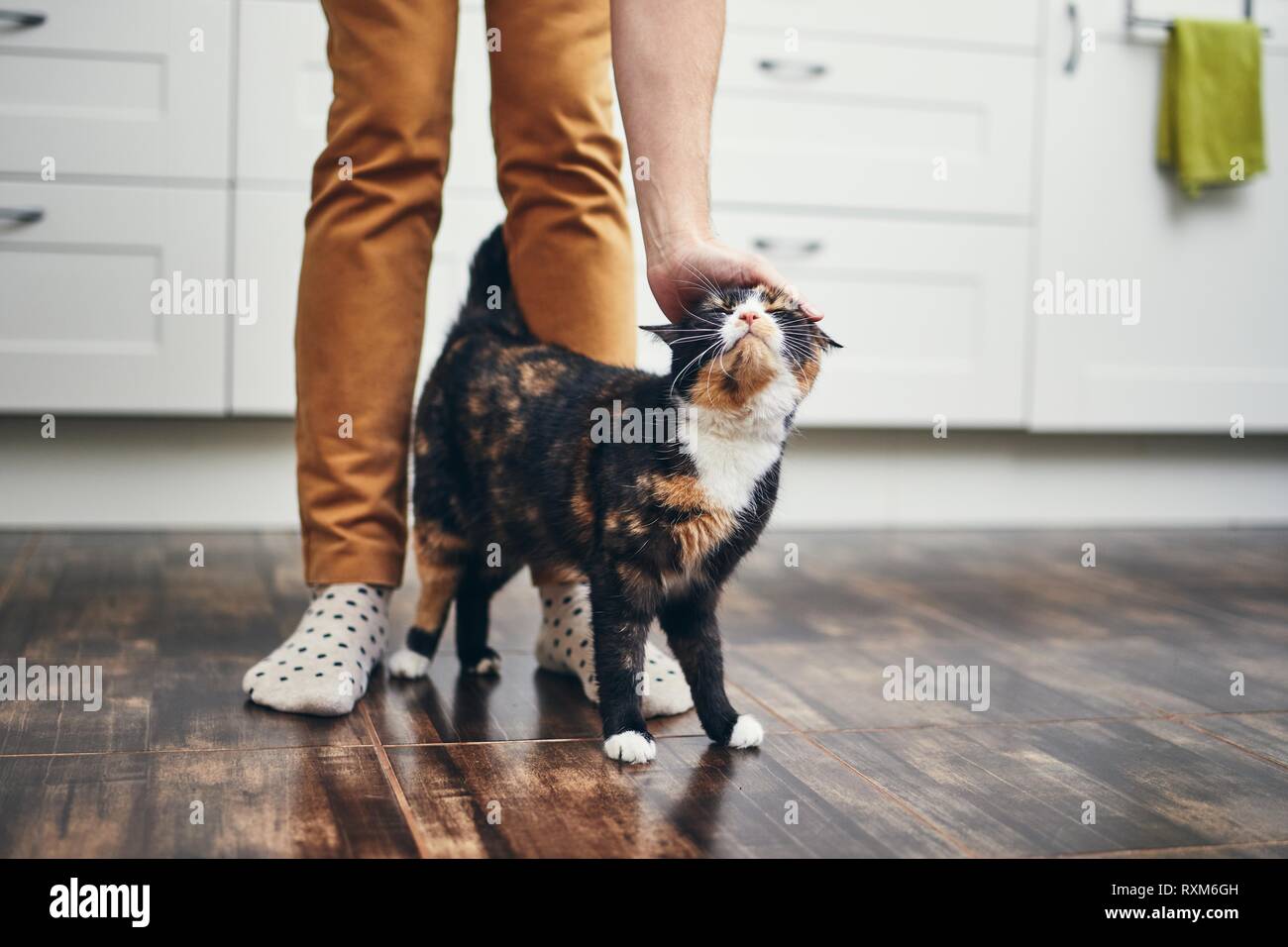 La vie domestique avec l'animal. Cat bienvenue à son propriétaire (le jeune homme) à la maison. Banque D'Images