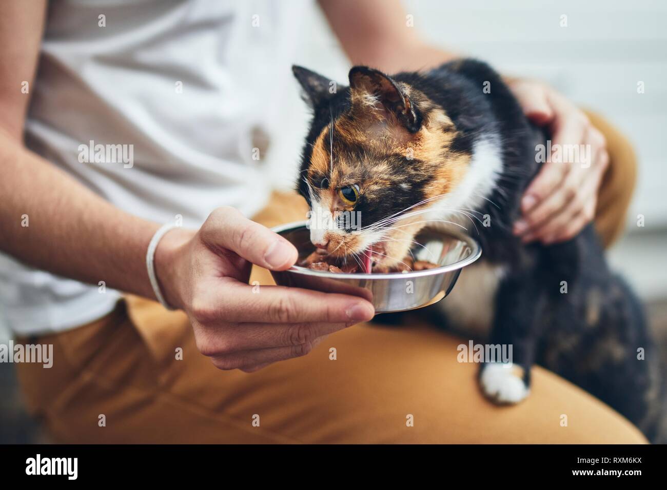 La vie domestique avec l'animal. Man holding bowl avec l'alimentation pour son chat affamé. Banque D'Images