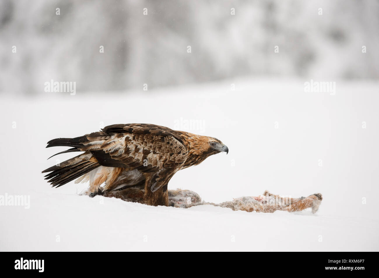 Golden Eagle sur une proie dans la neige durant l'hiver, le parc national d'Oulanka, Finlande Banque D'Images