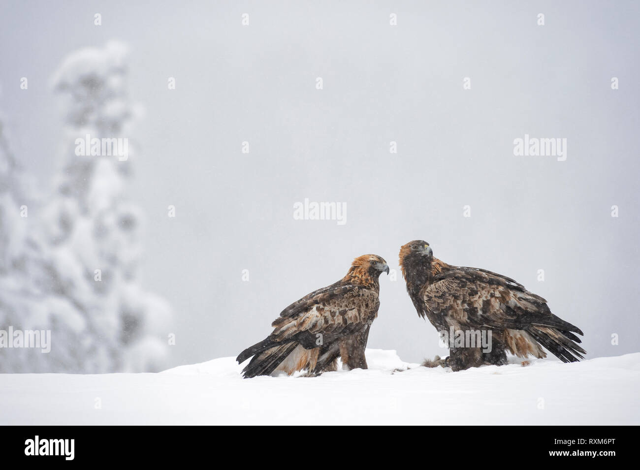 Paire d'Aigles royaux adultes sur une proie dans la neige durant l'hiver, le parc national d'Oulanka, Finlande Banque D'Images