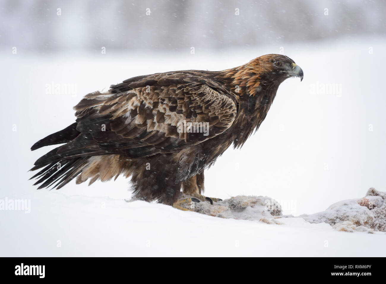 Golden Eagle sur une proie dans la neige durant l'hiver, le parc national d'Oulanka, Finlande Banque D'Images