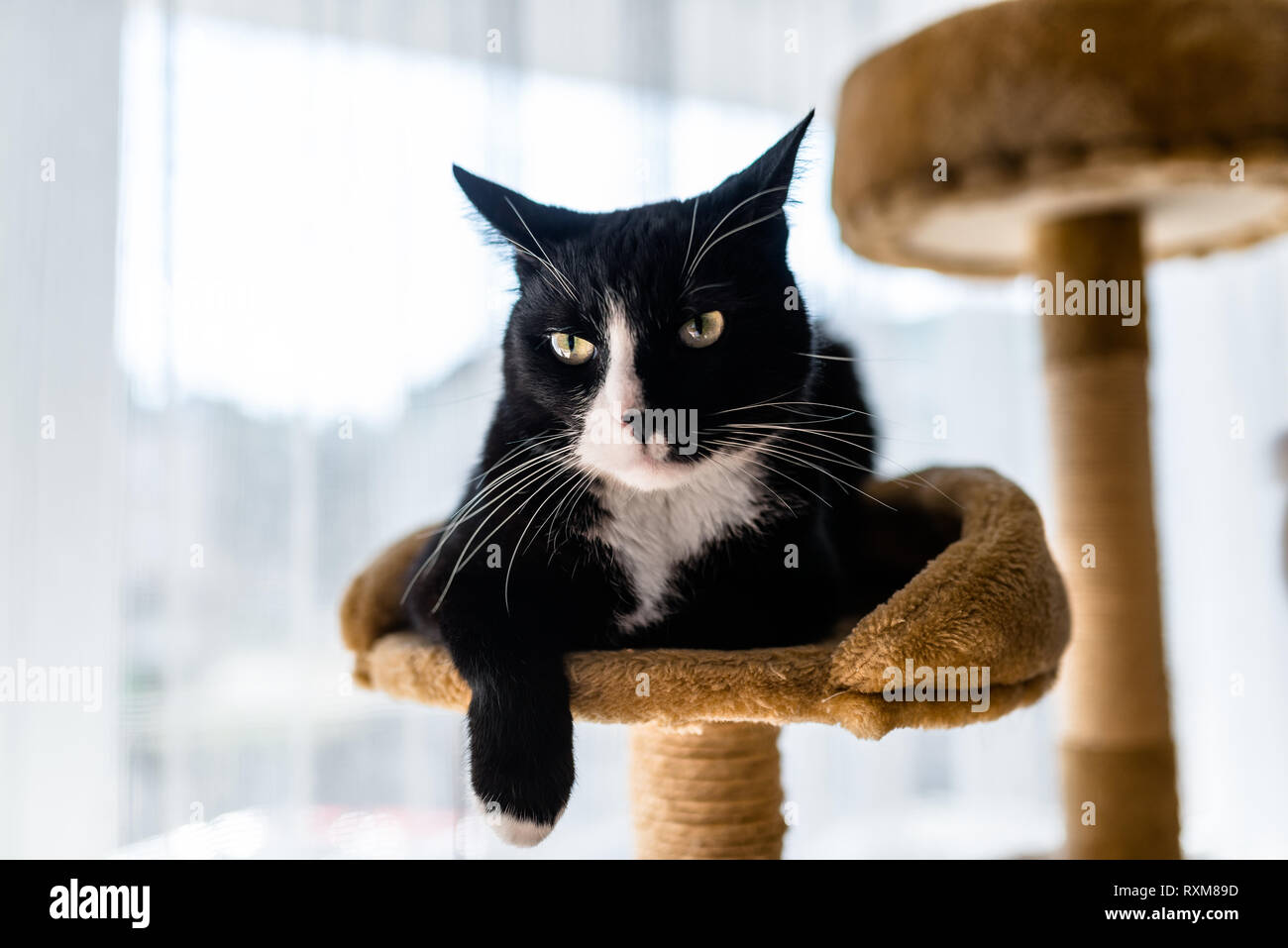 Chat Noir Et Blanc Banque D Image Et Photos Alamy Chat Noir Et Blanc Banque D Image Et Photos Alamy