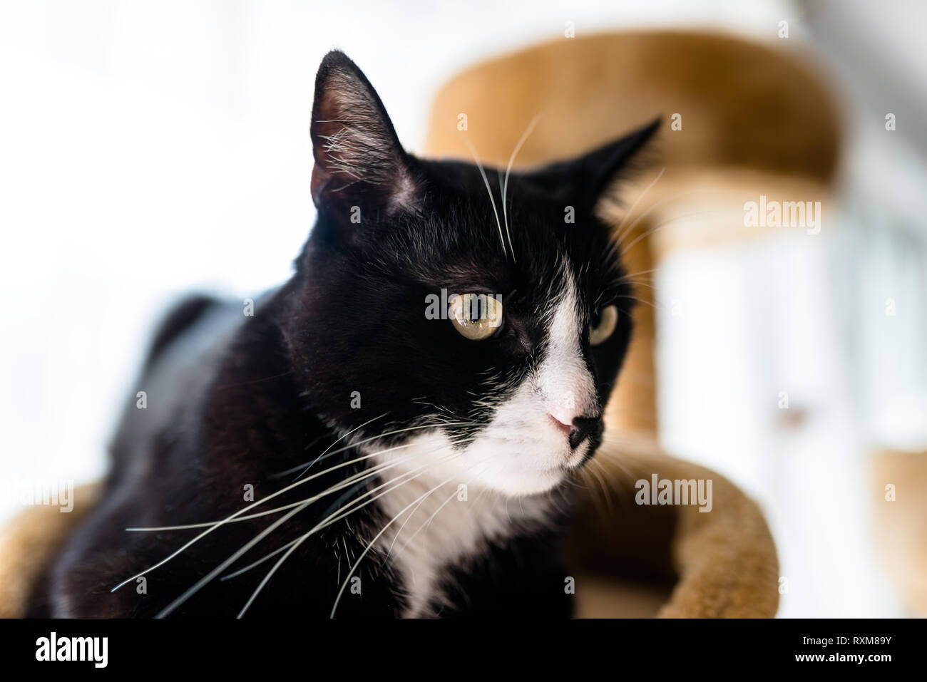 Un Chat Noir Avec Un Museau Noir Et Blanc Se Trouve Sur Un Brown Cat Scratcher A L Interieur De La Maison Photo Stock Alamy Un Chat Noir Avec Un Museau Noir Et Blanc Se Trouve Sur Un Brown Cat Scratcher A L Interieur De La Maison Photo Stock Alamy