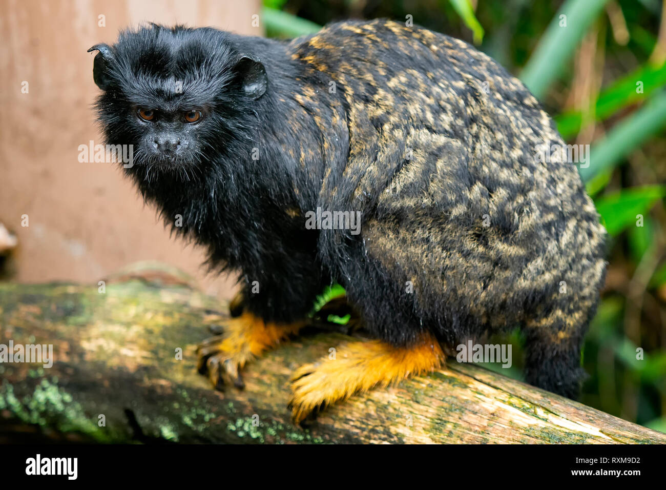 Ce moment à la main d'or. Saguinus midas Tamarin assis sur branche. Banque D'Images