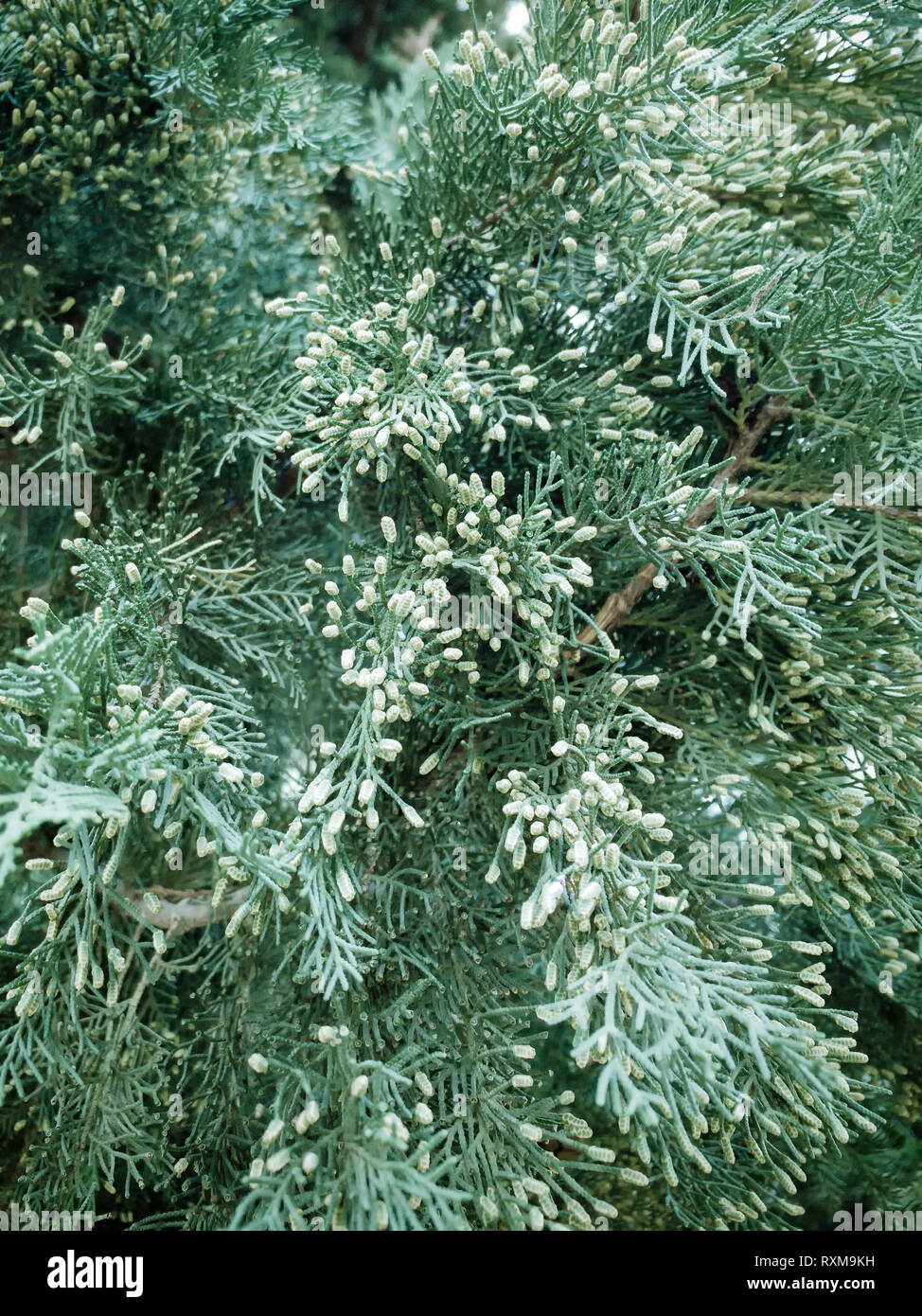 Sapin de Noël des branches d'arbre arrière-plan. Fond d'arbre de pin de Noël. Banque D'Images