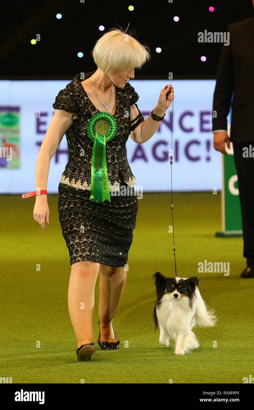 Dylan, un papillon à partir de la Belgique, avec Kathleen propriétaire Roosens après avoir remporté le Best in show lors de la dernière journée de la Crufts Dog Show 2019 au NEC de Birmingham. Banque D'Images