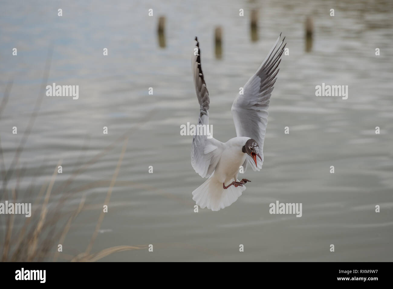 Mouette à tête noire en colère Banque D'Images