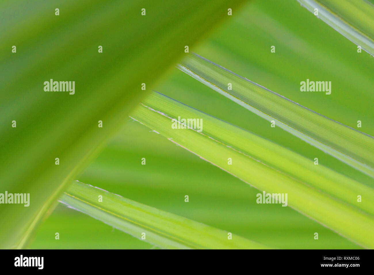 Feuilles de palmier vert, texture naturelle, lignes diagonales, papier peint vert abstrait Banque D'Images