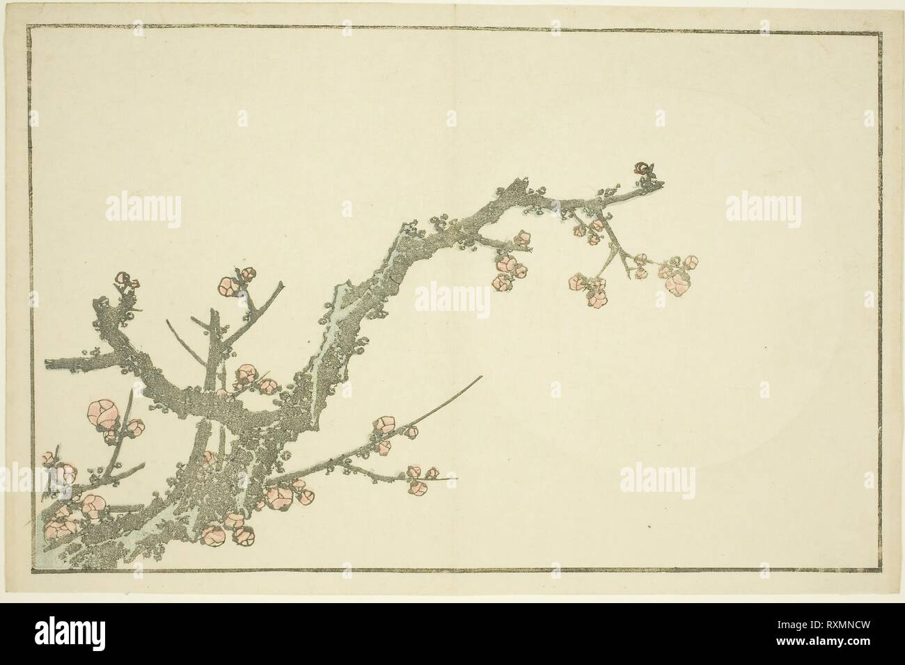 Fleurs de Prunier, à partir de la photo Livre de peintures réalistes d'Hokusai Hokusai (shashin gafu). Katsushika Hokusai ? ?  ? ? ; Japonais, 1760-1849. Date : 1809-1819. Dimensions : 22 x 33,8 cm (8 5/8 x 13 5/16 in.). Gravure sur bois en couleur (album). Origine : Japon. Musée : le Chicago Art Institute. Banque D'Images
