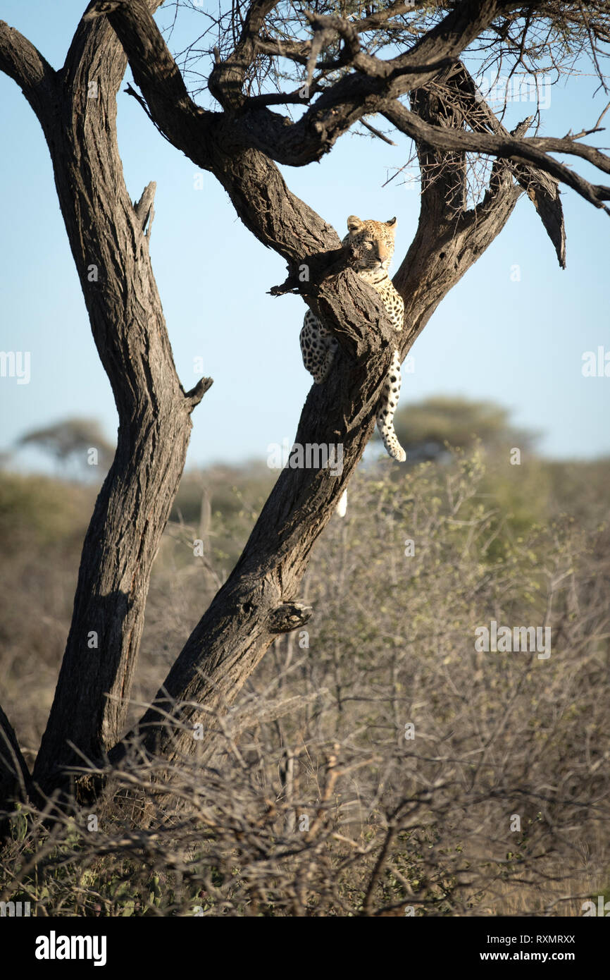 Leopard dans un arbre l'arpentage la zone autour. Banque D'Images Leopard dans un arbre l'arpentage la zone autour. Banque D'Images