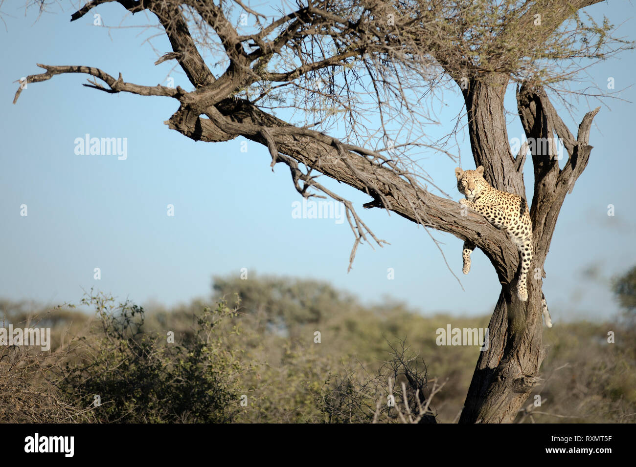 Leopard dans un arbre l'arpentage la zone autour. Banque D'Images Leopard dans un arbre l'arpentage la zone autour. Banque D'Images
